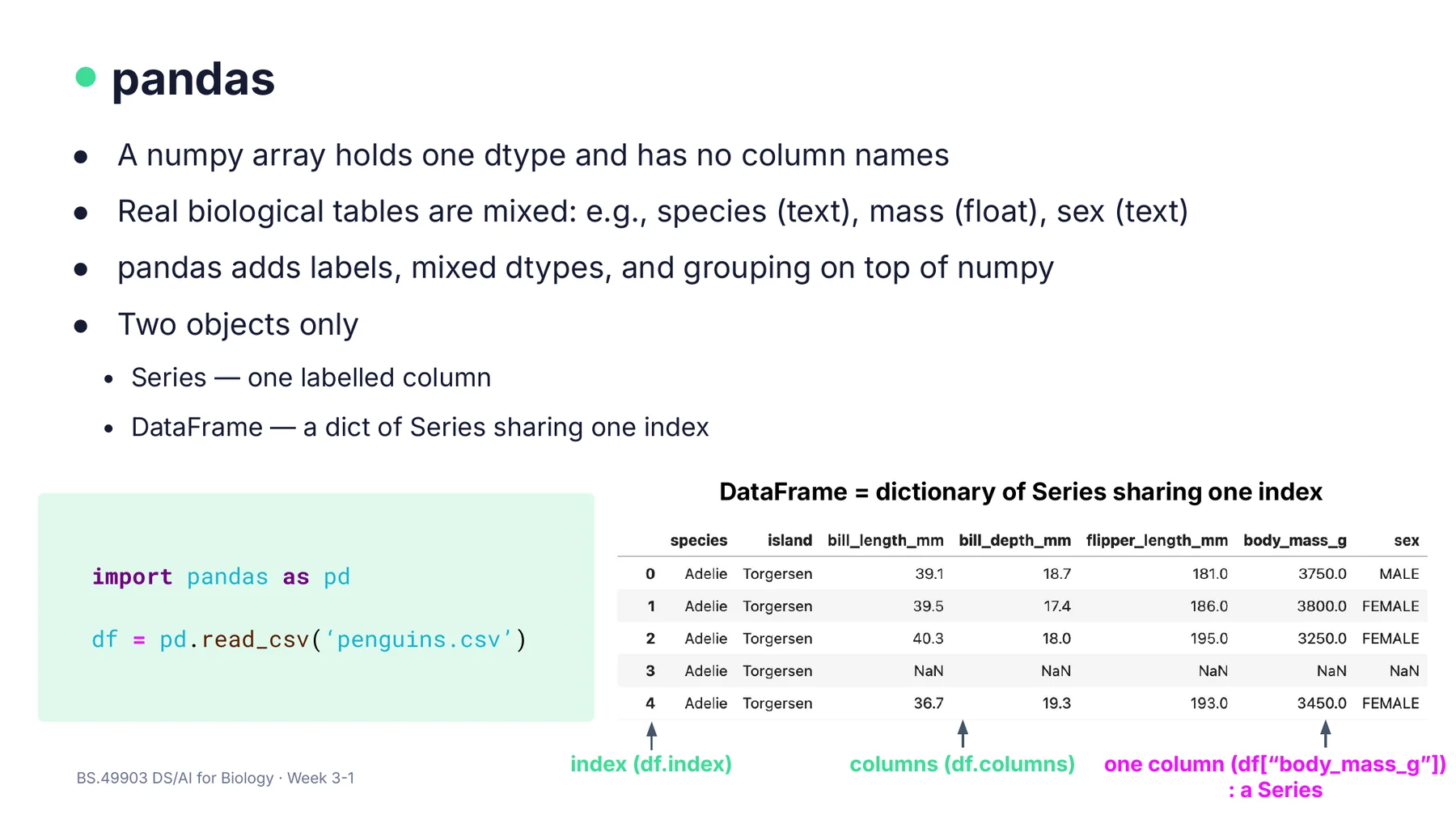 W3-1 p4 · DataFrame = index를 공유하는 Series들의 dict (penguins 표, df.index, df.columns, df['body_mass_g'])