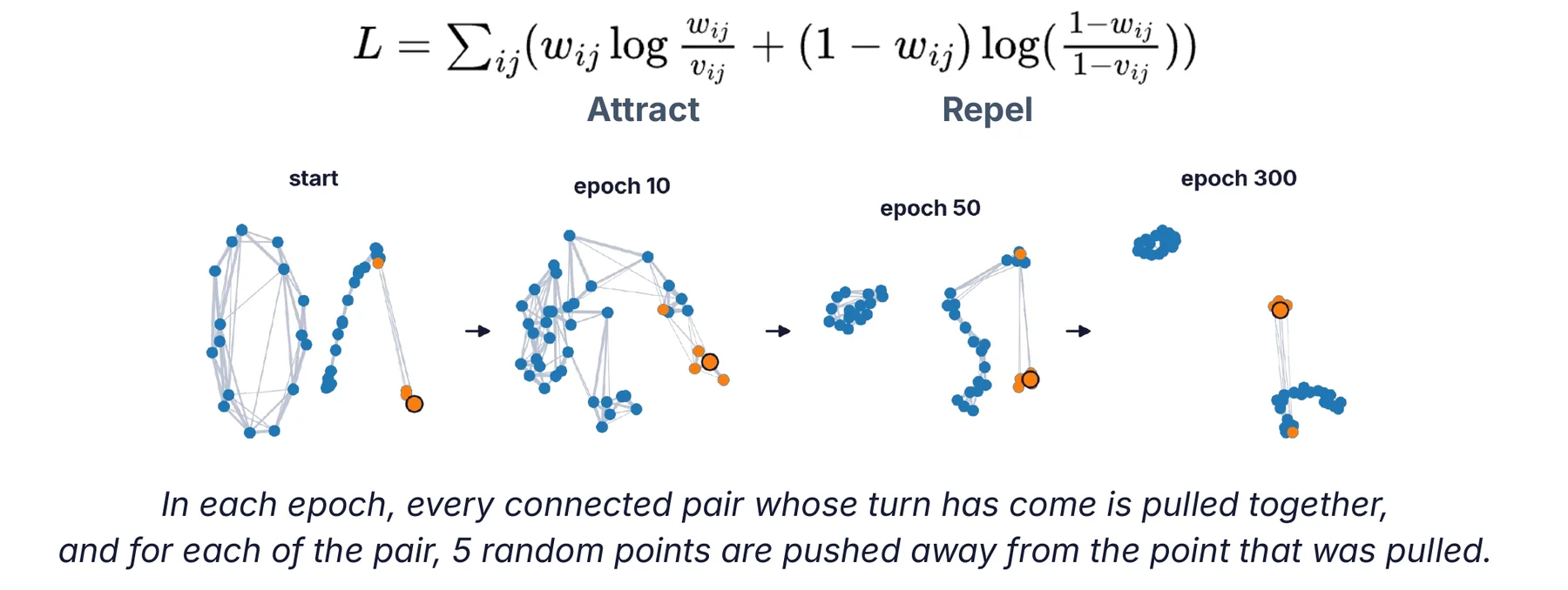 W5-1 p18 · Step 3: cross-entropy로 당기고(attract) 밀어내며(repel) 배치를 최적화