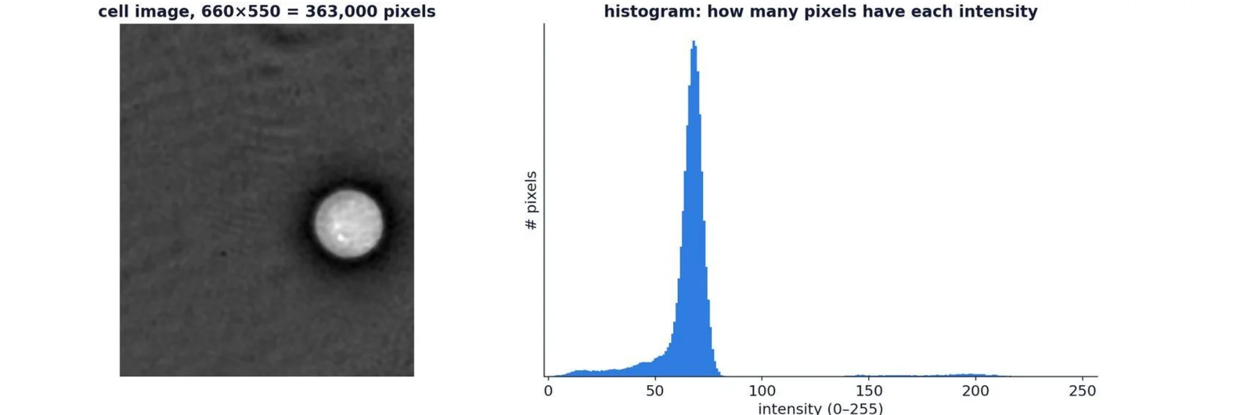 W7 p11 · 영상과 그 histogram (x: 강도 k, y: 값이 k인 픽셀 수)
